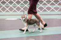 Alaskan Klee Kai Rings Sat 2