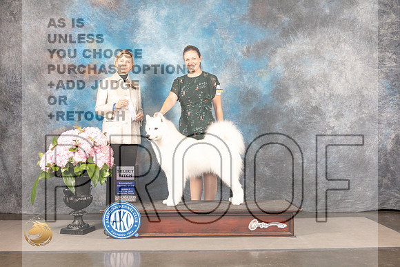 Samoyed #26 SUN SB Judge Patricia Sosa_MJ_7920_Houston_2022_HR3