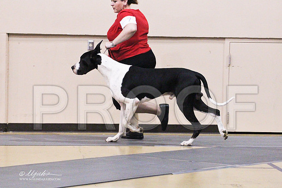 GreatDane-9771LR