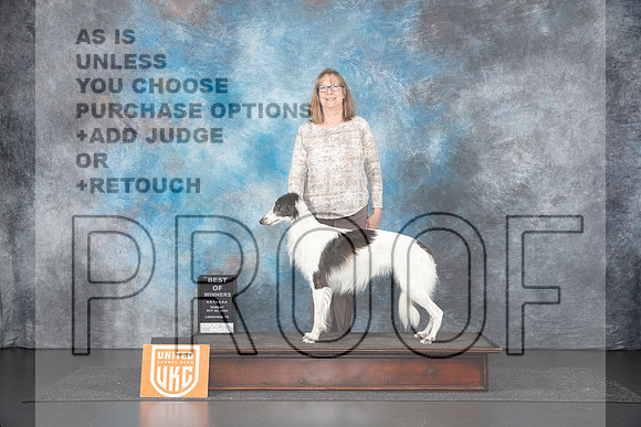 Silken Windhound #160 Sun BOW Judge Sandra Phillips__JP_1405_UKCLNGVIEWOCT2024_2024_HR3