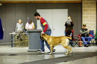 Mastiff Sat Ring