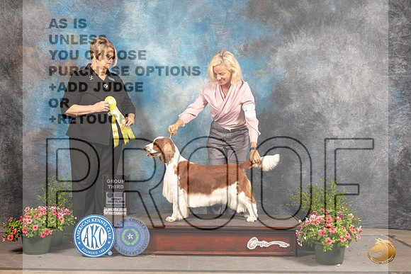 Welsh Springer Spaniel #6 Sun G3 Judge Cindy Lane_MJ_1645_SA_2022_HR3