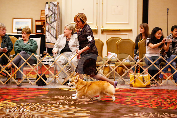 _JJ_9422-HstnCorgiFeb2015-HR3