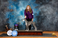 Whippet #14 Fri BOBOHBOB Judge Karen Hynek