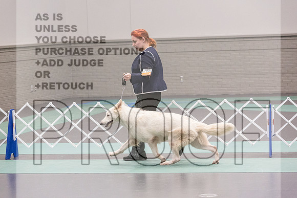 White Shepherd Sat Rings_JJL_9533_UKCLNGVIEWOCT2024_2024_HR3