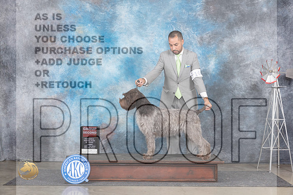 Wire Haired Pointing Griffon #10 Fri G2 Judge Pat Trotter__JP_5591_Amarillo_2024_HR3