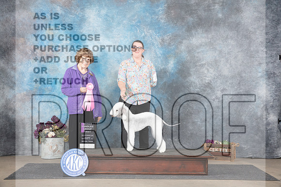 Bedlingnton Terrier #10 Sat OHG2 Judge Donelle Richards__JP_7307_Belton_2024_HR3