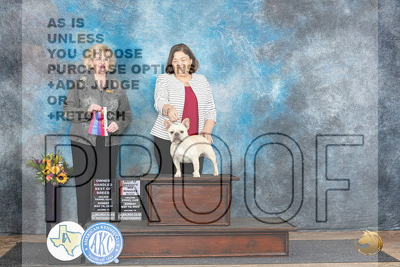 French Bulldog #8 Sun WBBOSOHBOB Judge Vicki Abbott__JP_0027_Abilene_2024_HR3