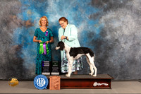 Saluki #20 WED AOM WB Judge Sharon Kinney