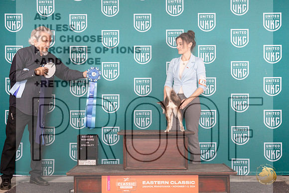 Alaskan Klee Kai #174 Thur BOW Judge Tony Raposo__JP_2038_UKCEastern_2024_HR3