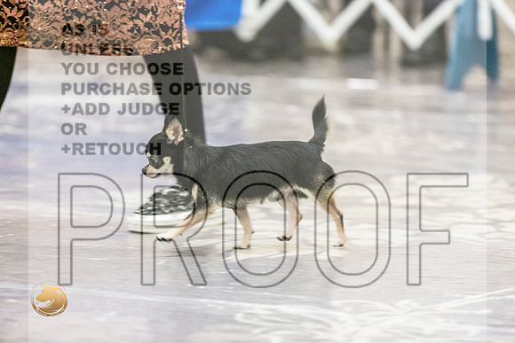 Chihuahua Smooth Coat #7 Fri2JJL_4057_HstnTOY_2022_HR3