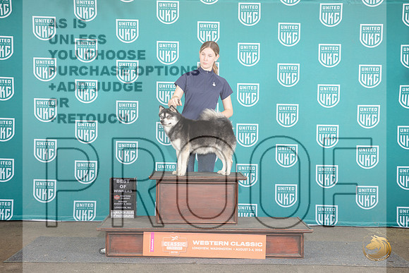 Alaskan Klee Kai #388 Sun BOW Judge Sharon Griffin__JP_2031_Longview WA_2024_HR3