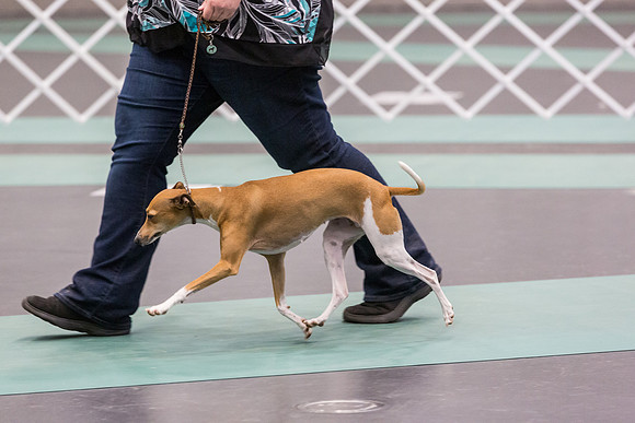 Italian Greyhound Sat Ring_JJL_0801_UKCLNGVIEWOCT2024_2024_HR3