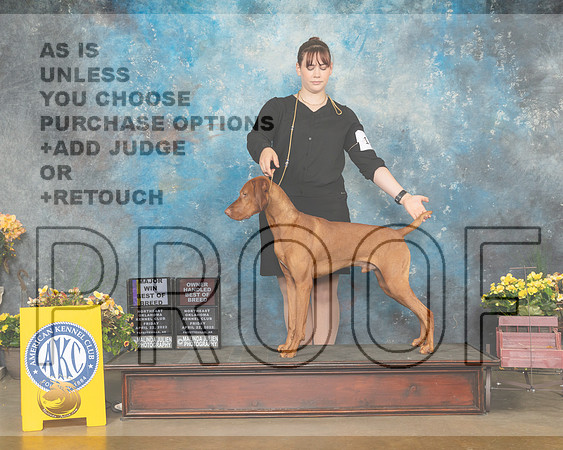 Vizsla #15 Sun BOBOHBOBOHG3 Judge Betty Pollock-MMJ_1199-NWARK2022-HR3