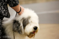 Old English Sheepdog Ivan Sat Ring