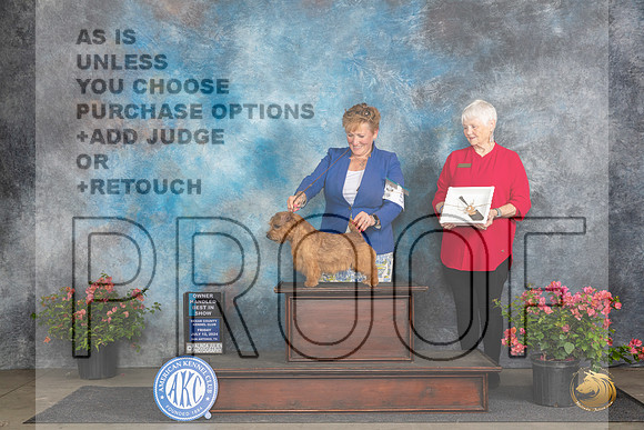 Norfolk Terrier #5 Fri OHBIS Judge Elizabeth ‘Beth’ Sweigart__JP_4586_San Antonio_2024_HR3