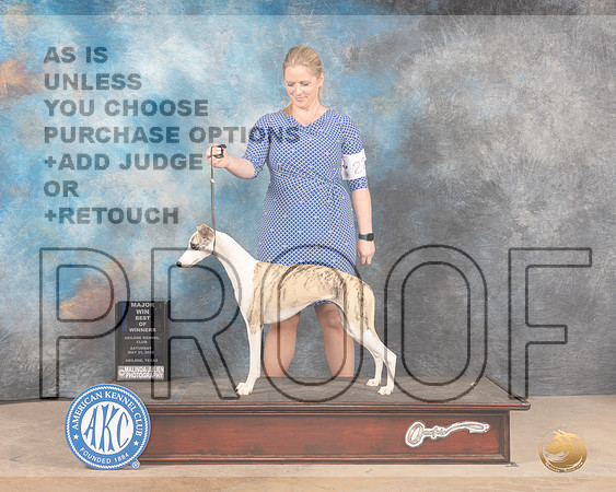 Whippet #22 Sat WBBOWM Judge Sylvie Mcgee-MMJ_3885-Abilene2022-HR3