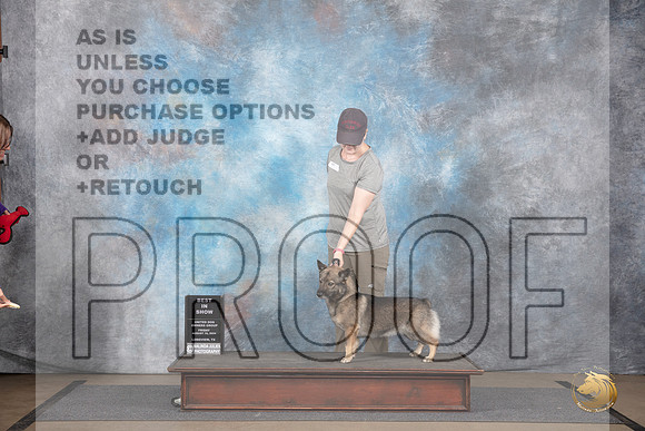 Swedish Vallhund #623 Fri BIS No Judge__JP_2409_LongviewTX_2024_HR3