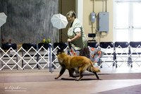 Belgian Tervuren Thurs Ring