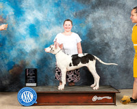 Great Dane #16 Fri PBOS Judge Thomson Stanfield