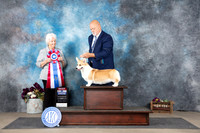 Pembroke Welsh Corgi #6 Sun BIS Judge Gloria Kerr