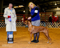Rhodesian Ridgeback #28 Sun WB OL
