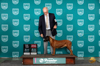 Bavaria Mountain Hound #683 Sun G2 Judge Lori Sargent