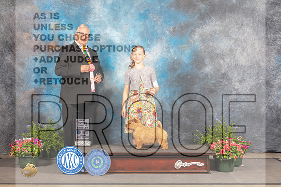 Norwich Terrier #6 Fri NovJr1 Judge John Booth-_MJ_0010e_SA2022-HR3