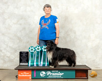 Shetland Sheepdog #611 Thurs
