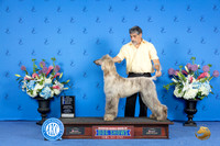 Afghan Hound #17 SAT WD BOW NC M Judge Debbie Freeman