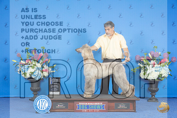 Afghan Hound #17 SAT WD BOW NC M Judge Debbie Freeman__JP_0583_Houston_2024_HR3