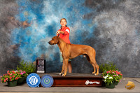 Rhodesian Ridgeback #25 SD Judge Michael Canalizo