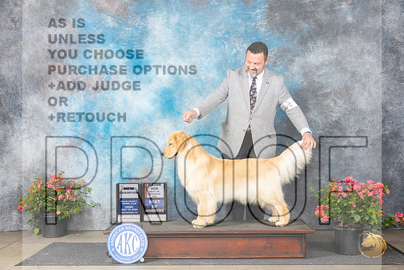 Golden Retriever #10 Fri BOWMBOSCH Judge Victor Rosado__JP_4142_San Antonio_2024_HR3