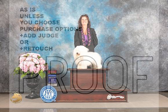Coton de Tulear #5 FRI BOP BOW NCH Major Judge Jeffery Bazell_MJ_4973_Houston_2022_HR3