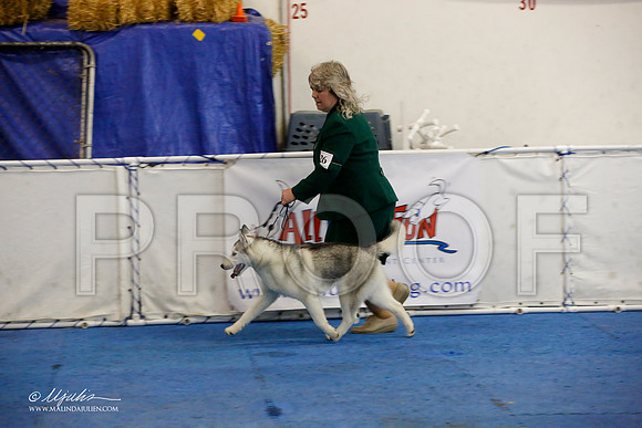 _M3_8673-AddisonHuskyMar2015-HR3