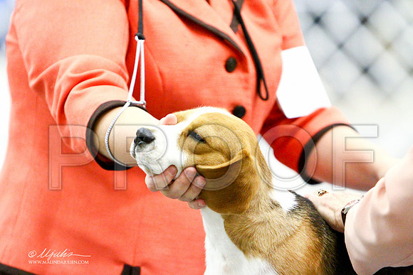 Beagle-3172LR