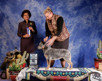 Australian  Cattle Dog #33 Sun WD Major Hamilton Kerry Judge L Clark