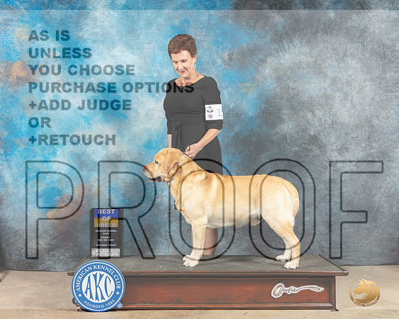 Labrador Retriever #11 Fri BOB Judge Peggy Beisel McIlwaine-MMJ_2842e-Addison2022-HR3