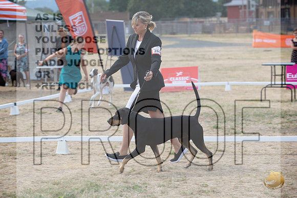 Ringside Longview WA 2024 Catahoula #286_JJL_3519_Longview WA_2024_HR3
