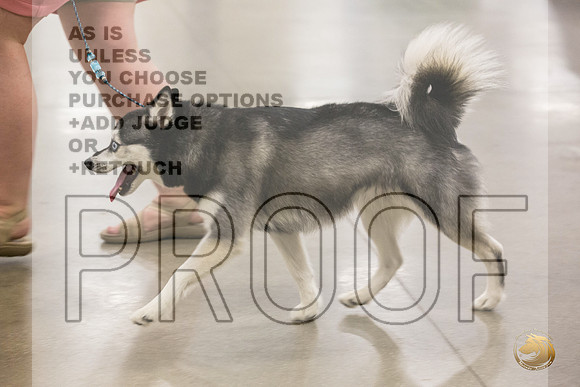 Alaskan Klee Kai Ring Fri_JJL_2059_Premier_2024_HR3