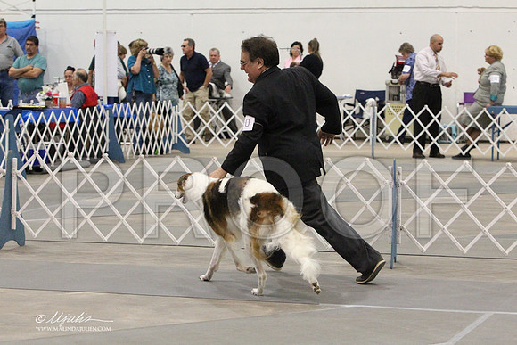 Borzoi-9709LR