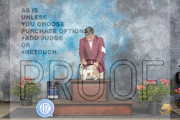 Chihuahua Long Coat #7Sat WDBOWM Judge Christie Martinez__JP_5983_San Antonio_2024_HR3