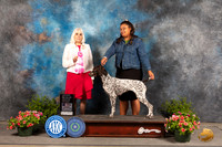 German Shorthaired Pointer #14 Sun OHG1 Judge Jan Paulk
