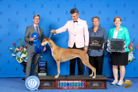 Greyhound #6 FRI G1 Judge Douglas Johnson