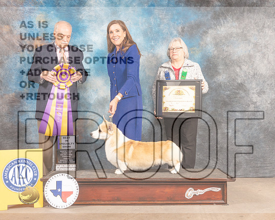 Pembroke Welsh Corgi #21 BISS Judge David Guempel-MMJ_7595-FW2022-HR3