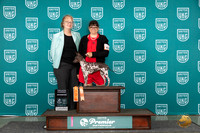 American Hairless Terrier #663