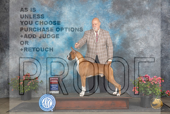 Boxer #11 Fri G2 Judge Wendy G Willhauck__JP_4473_San Antonio_2024_HR3