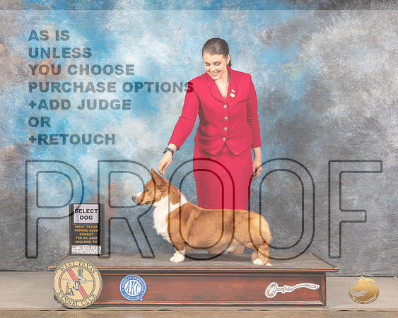 Cardigan Welsh Corgi #11 SD Judge Linda ClarkMMJ_5409_Mdlnd2022_HR3