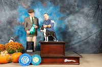 Boston Terrier #6 Sun OHG4 Judge Dan Dowling