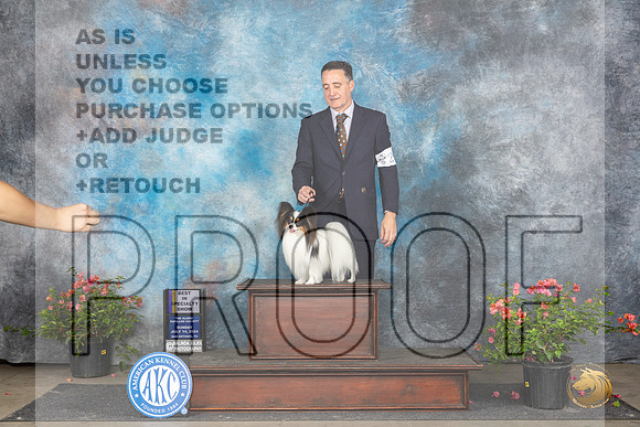 Papillon #23 Sun BISS Judge Pamela Wilson__JP_6443_San Antonio_2024_HR3